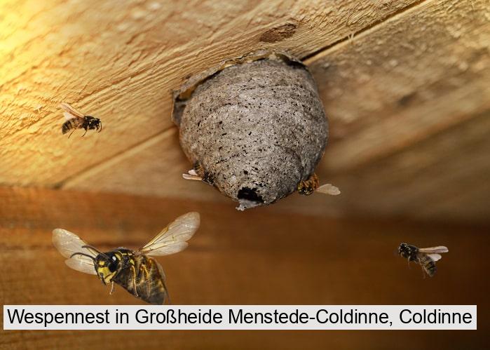 Wespennest in Großheide Menstede-Coldinne, Coldinne